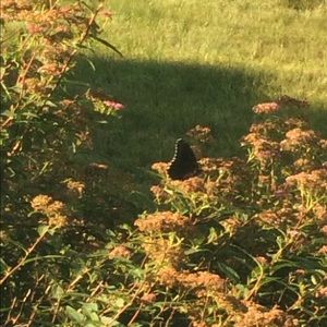 Meet your Posher, Clara